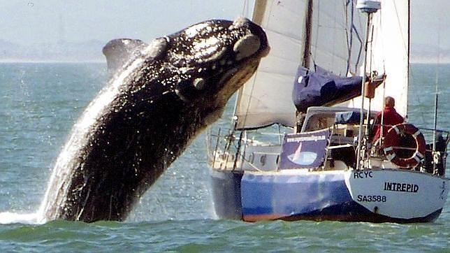 Famosa imagen de una ballena franca abalanzándose sobre un yate en la costa de Ciudad del Cabo en 2010