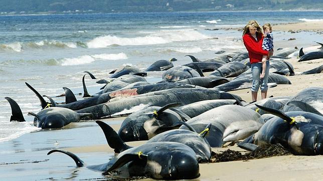 Ballenas varadas en Australia