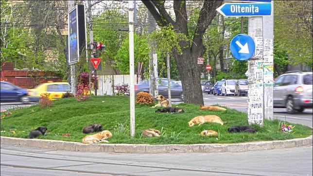Bucarest votará si se sacrifican miles de perros callejeros