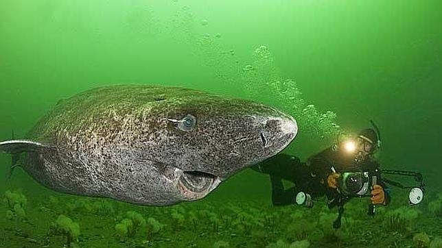 El tiburón de Groenlandia