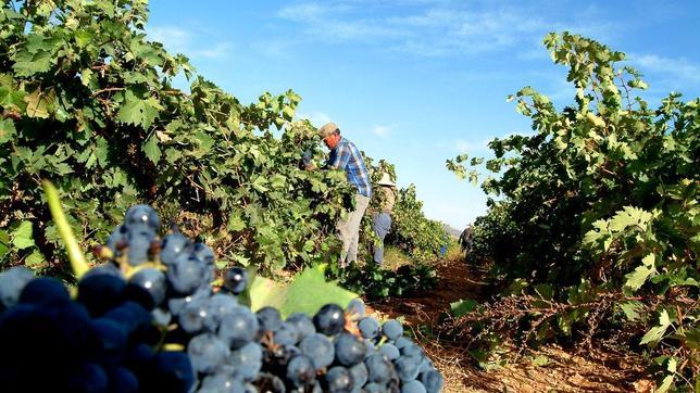 Vendimia en Valdepeñas