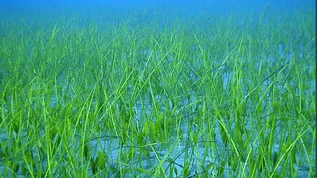 El Estudio de Impacto de Repsol advierte de la futura desaparición de los sebadales en las Islas