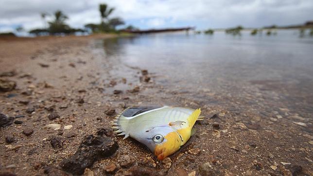 Hawái teme el ataque de tiburones tras el vertido de 1.400 toneladas de melaza en el puerto de Honolulu