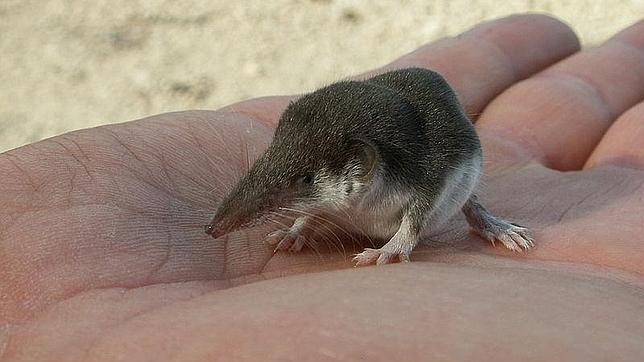 Una pequeña musaraña