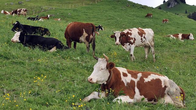 Vacas en un campo de Suiza