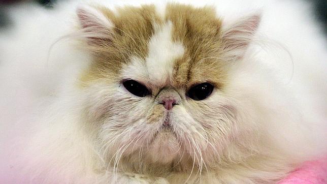 Irán podría enviar un gato persa al espacio