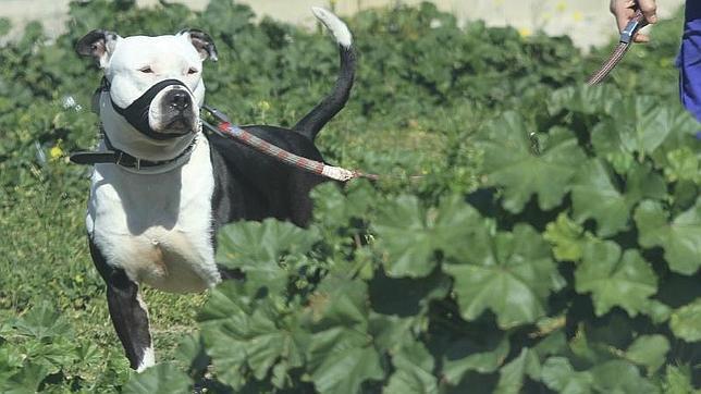 Valdemoro intervendrá los perros peligrosos cuyos dueños incumplan la normativa