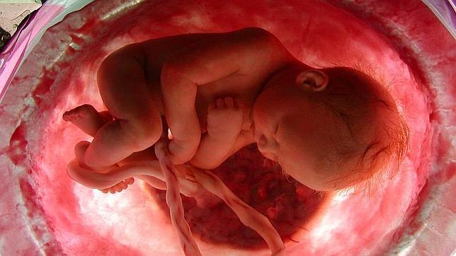 ¿Cuándo empieza a sentir dolor el feto?