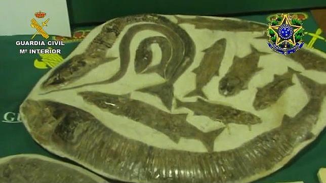 El Seprona recupera en Madrid 64 fósiles procedentes de un expolio en Brasil