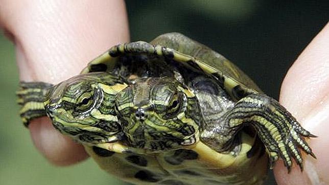 Una tortuga de dos cabezas, la nueva atracción de un museo de Florida