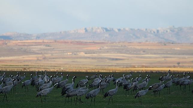 Las 37 especies de fauna silvestre que más se han recuperado en Europa en los últimos 50 años