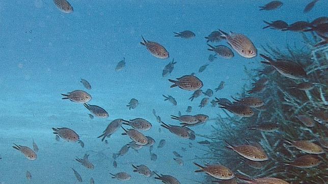 Furtivos con fusiles submarinos se adentran a plena luz del día en Cabrera