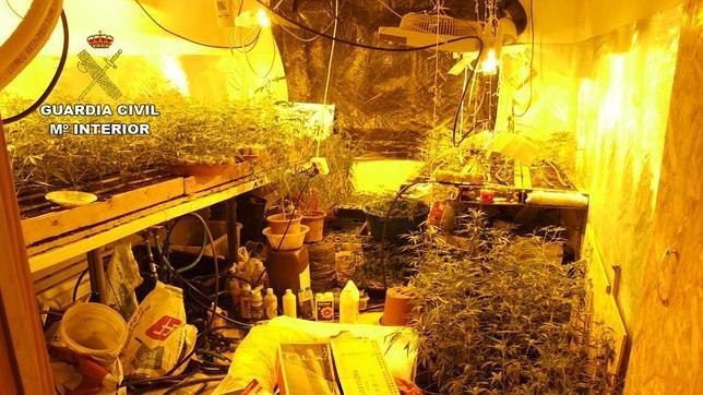 Desmantelan un laboratorio y decomisan 600 plantas de marihuana