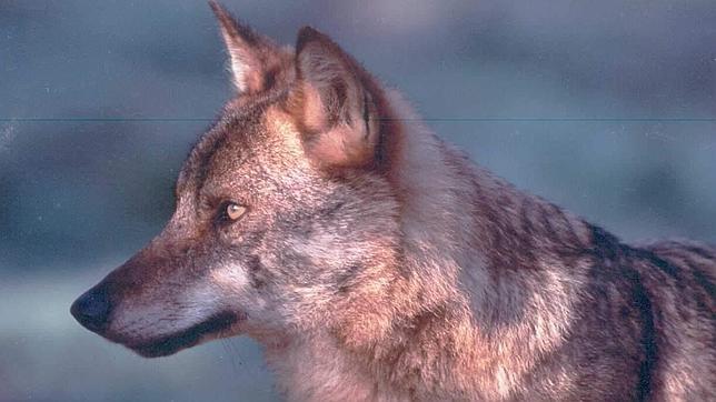Reclaman un censo «fiable» que ayude a la conservación del lobo ibérico
