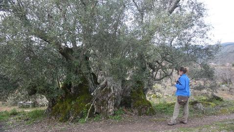 Los diez árboles que cautivaron a Félix Rodríguez de la Fuente
