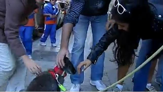 Roger, un canguro doméstico que vive en Lérida