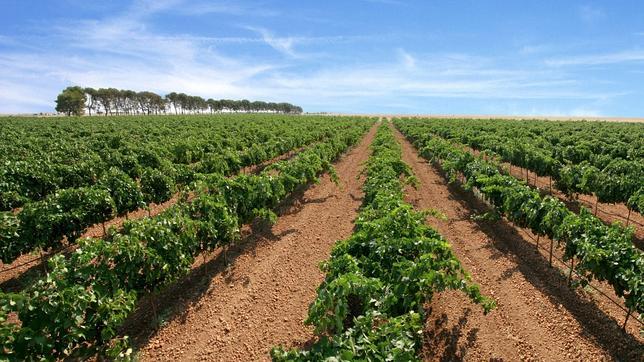 El colapso por la producción de vino hace derivar miles de litros a otras comunidades