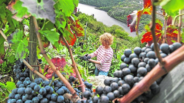 España acaricia el puesto de primer productor de vino del mundo