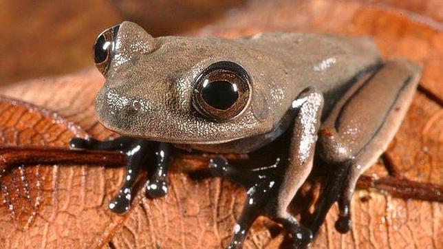 Descubren un paraíso perdido con 60 nuevas especies en la selva de Surinam