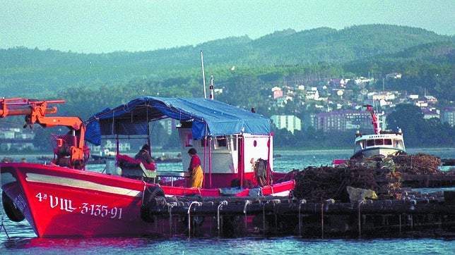«De momento la situación no va a mejorar porque los moluscos deben desintoxicarse»
