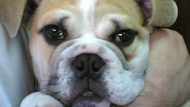 Air Berlin indemnizará con 2.635 euros al dueño del perro muerto en uno de sus vuelos