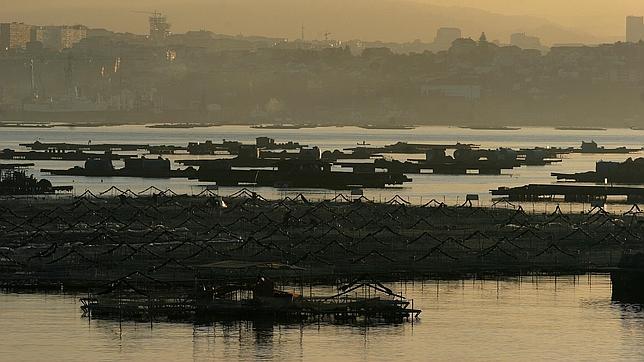 La marea roja afecta a la ría de Corcubión, cerrada a la extracción de moluscos