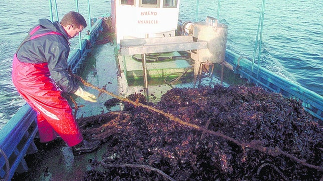 Siguen cerrados todos los polígonos de bateas de mejillón salvo uno en A Pobra y cinco en Redondela