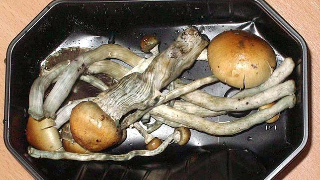 Una partida de hongos incautada por la Policía Nacional