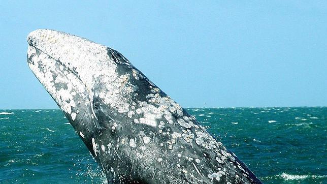 Una pequeña victoria para las 150 ballenas grises del Pacífico noroccidental