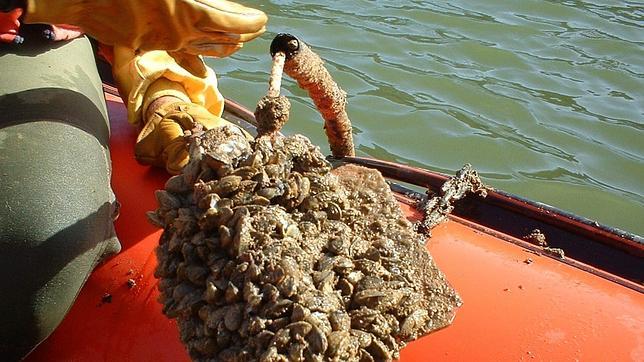 Prohíben la extracción de mejillón en A Pobra quedando tres polígonos abiertos