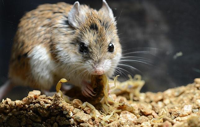 Los increíbles ratones sin dolor