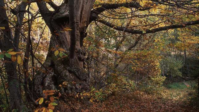 Los colores del otoño en La Rioja