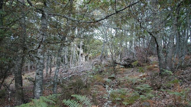 Las hayas y los robles albares reinan en el bosque de Hormas