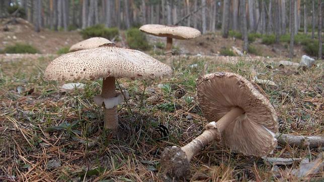 Macrolepiota porcera