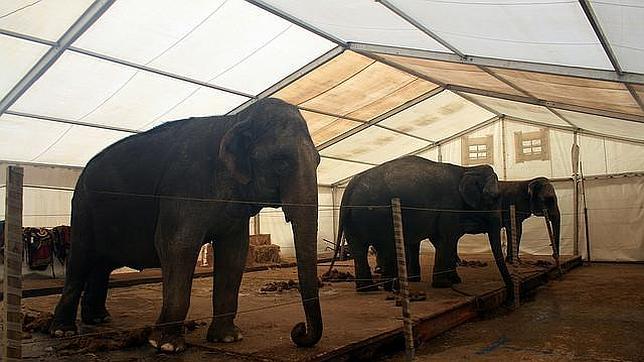 Cataluña, primer gobierno autonómico que prohíbe utilizar animales en los circos