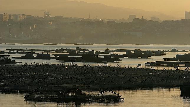La marea roja afecta a vieira y zamburiña en la ría de Arousa