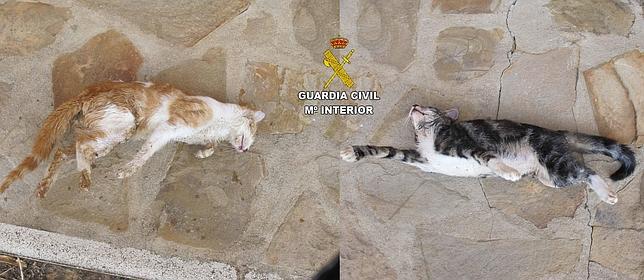 La Guardia Civil detiene a una persona por matar a dos gatos con veneno