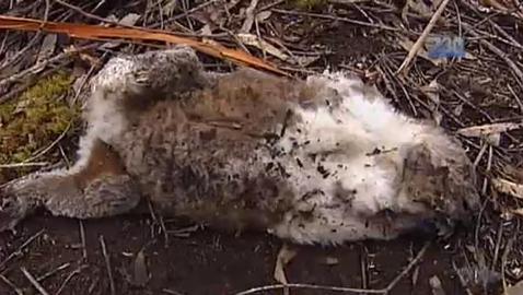 Pierde su sello FSC porque su tala de eucaliptos hiere y mata koalas