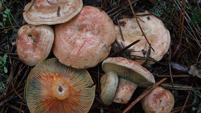 Gredos e Iruelas serán las primeras reservas micológicas integrales de España
