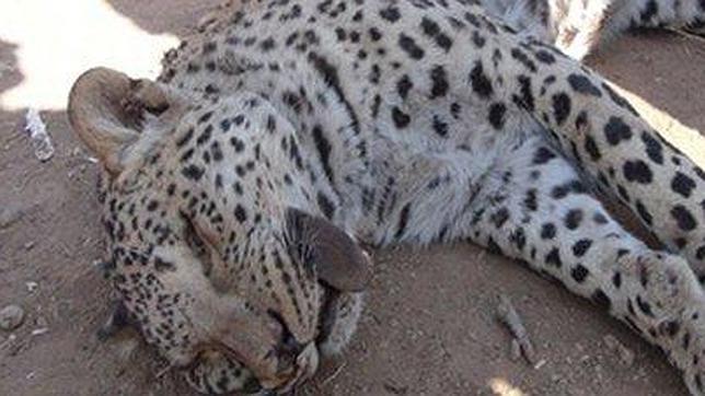Un campesino turco mata a un leopardo que se creía extinto