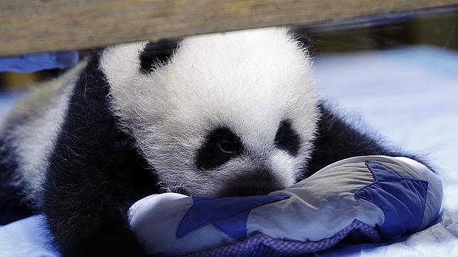 La cría de oso panda de Madrid se presenta al público