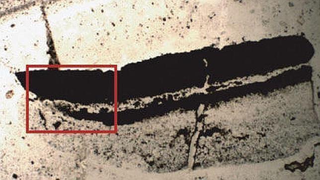 El ecosistema fosilizado de microbios de casi 3.500 millones de años