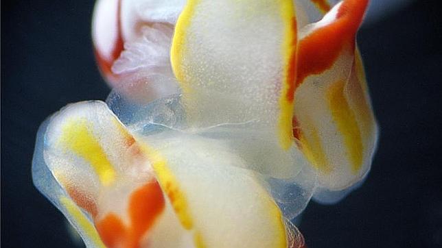 Las babosas que se apuñalan durante el sexo