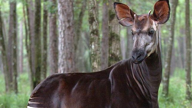 Un símbolo nacional, en la Lista Roja de Especies Amenazadas de Extinción 2013