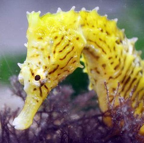 El silencioso ataque de los caballitos de mar