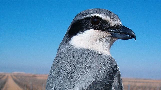 198 especies de aves «En Peligro Crítico» de extinción