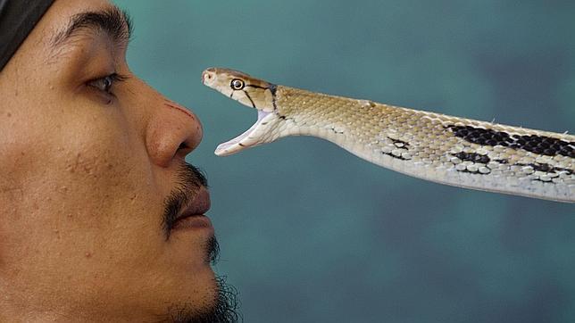 El genoma de la cobra real descifra las claves de su veneno