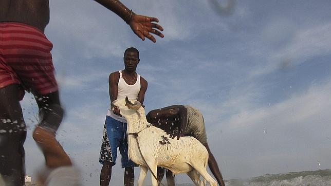 Preparación de un carnero para la matanza ritual musulmana en una playa de Senegal
