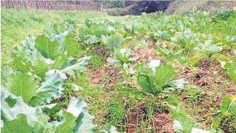 Apadrinando repollos