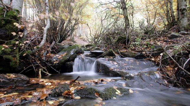 Rio Lillas en el Hayedo de Tejera Negra